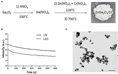 Coating Persistent Luminescence Nanoparticles With <mark class="highlighted">Hydrophilic Polymers</mark> for in vivo Imaging